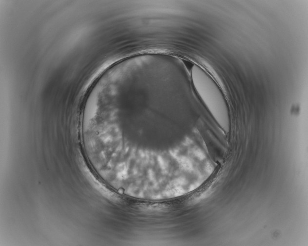 X0000091550851200709141514