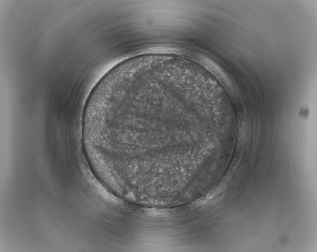 X0000091550852200709141514