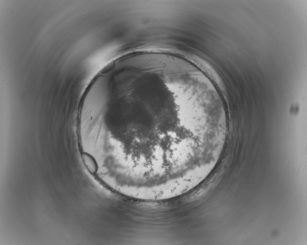 X0000091550855200709141514