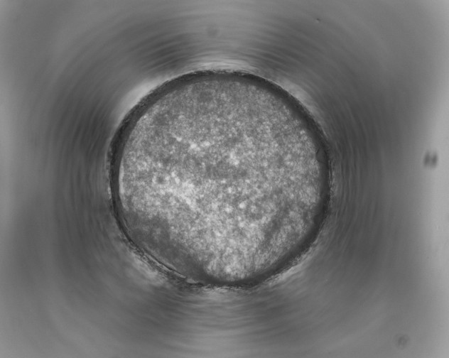 X0000091551022200709141511