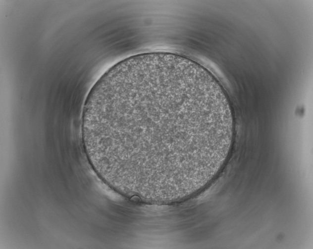 X0000091551236200709141509