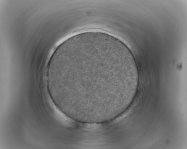 X0000091551526200709141506