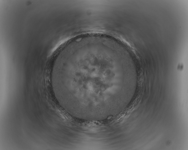 X0000091561255200708171318