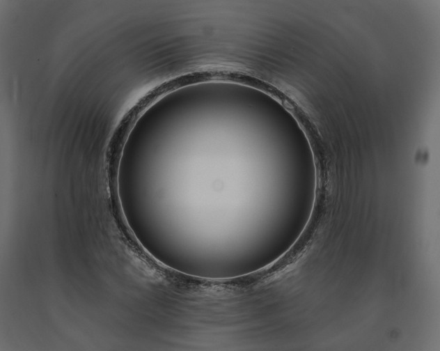 X0000091561022200708241811