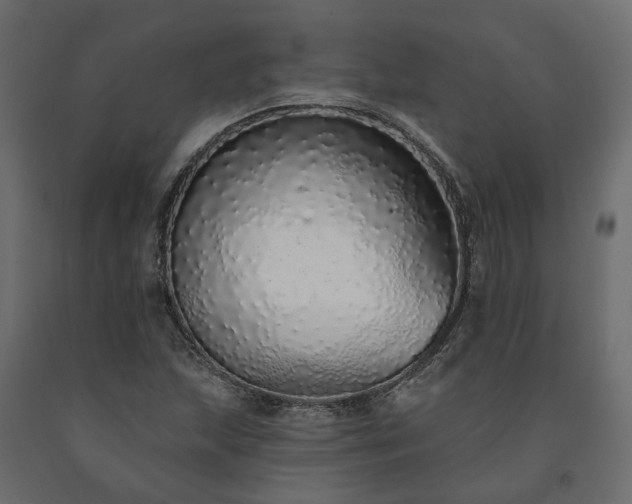 X0000091561215200708241809