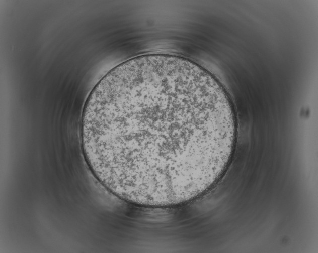 X0000091561338200708241808