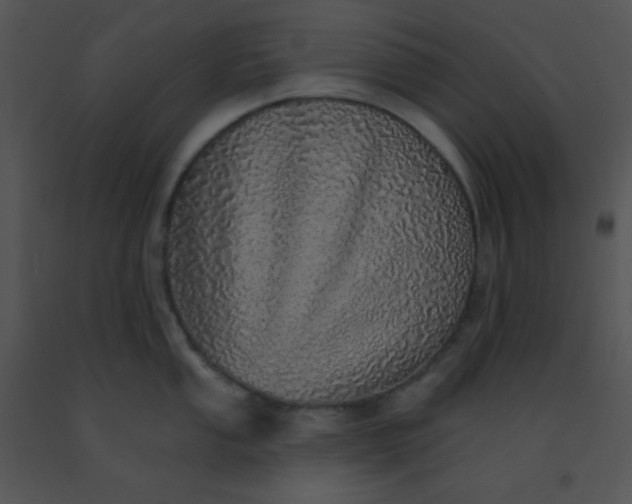 X0000091561053200708311411