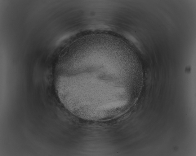 X0000091561063200708311410