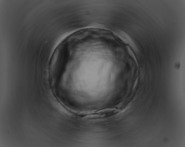 X0000091561292200708311407