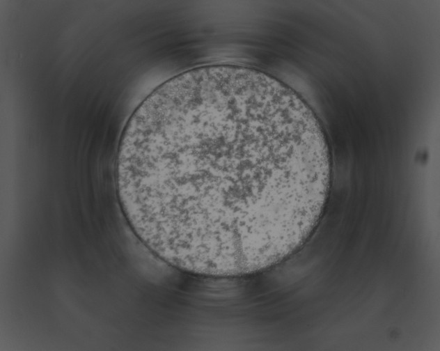 X0000091561338200708311407