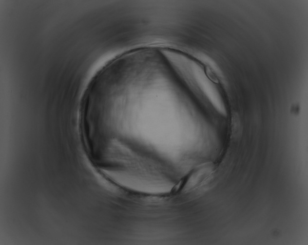 X0000091561424200708311405