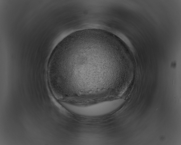 X0000091561439200708311405