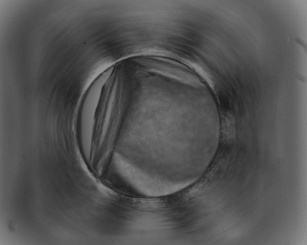 X0000091561007200709071123