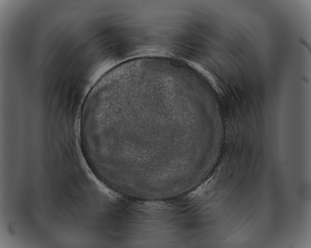 X0000091561383200709071117