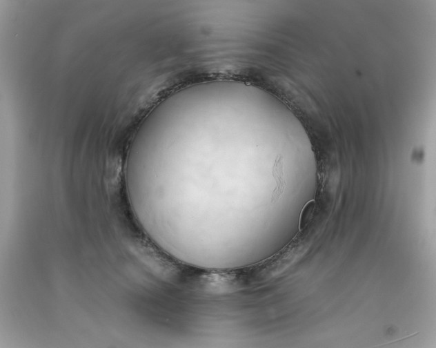 X0000091570660200709051040