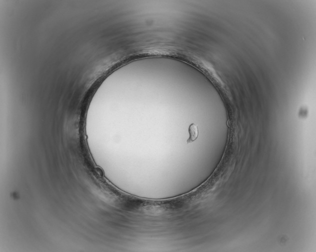 X0000091570299200709101002