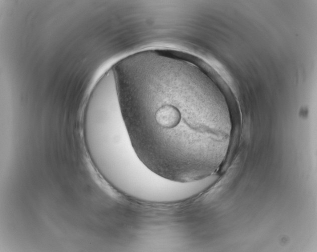 X0000091570862200709100955