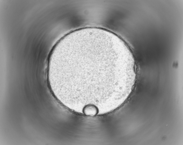 X0000091571126200709100951