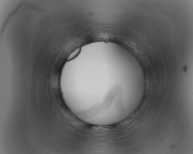 X0000091580331200708201019