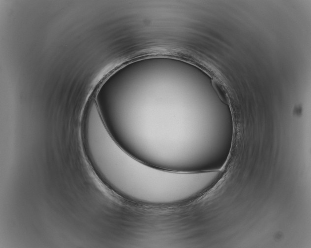 X0000091581034200708201009