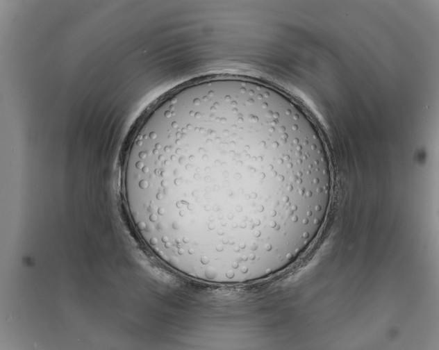 X0000091581125200708201007