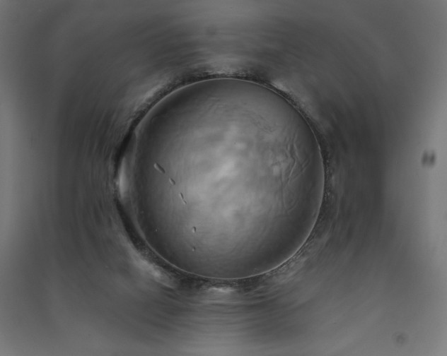 X0000091580066200708201217