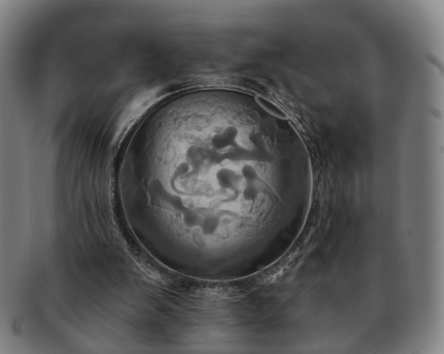 X0000091580103200708271229