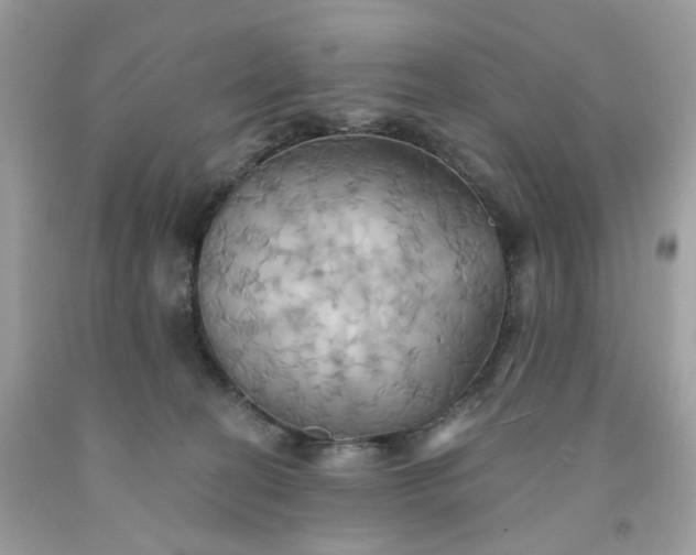 X0000091580274200709051107