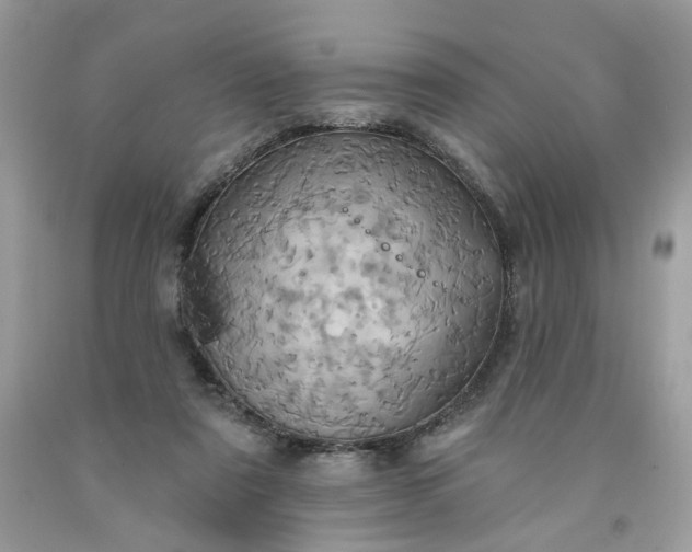 X0000091580307200709051106