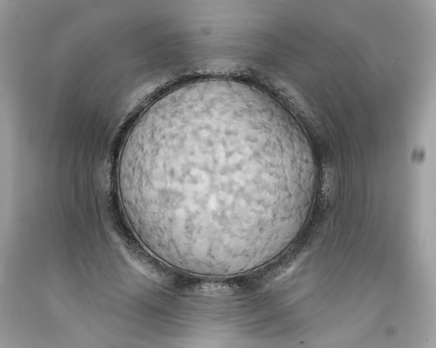 X0000091580636200709051101