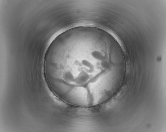 X0000091580861200709051059