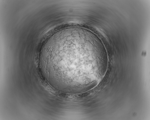 X0000091581015200709051056