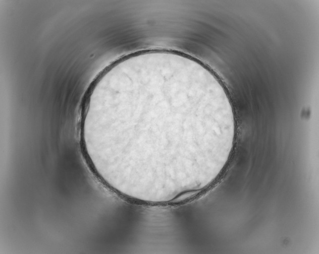 X0000091581126200709051055