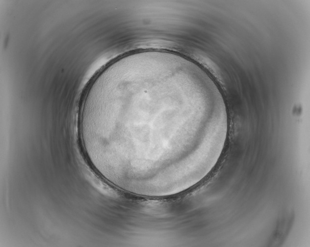 X0000091581130200709051055