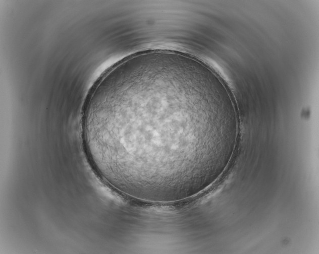 X0000091581133200709051055