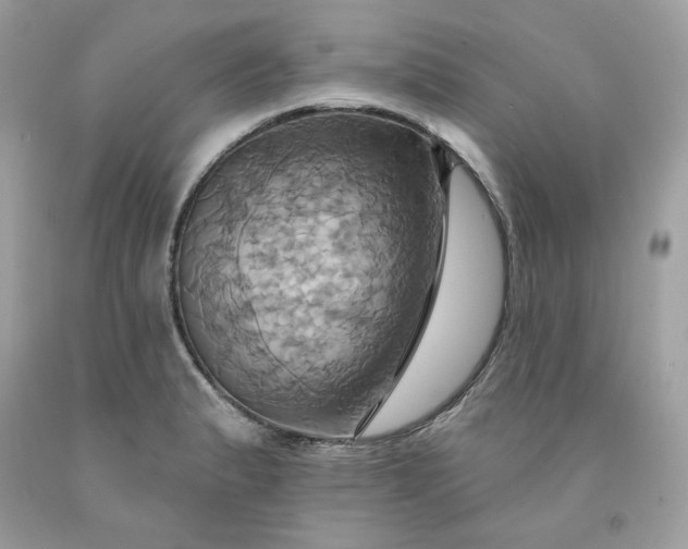 X0000091581183200709051054
