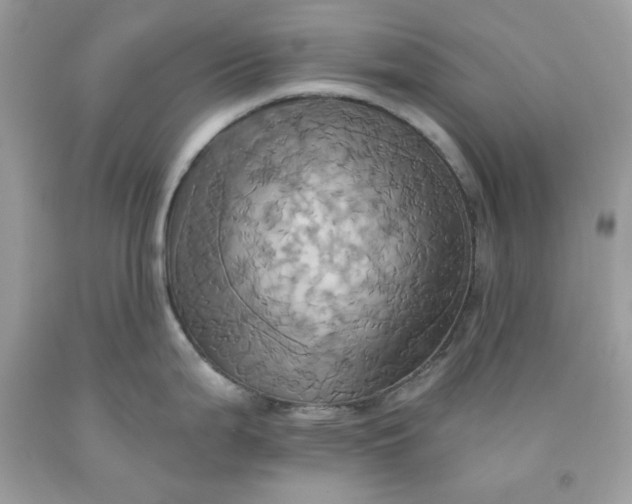 X0000091581199200709051054