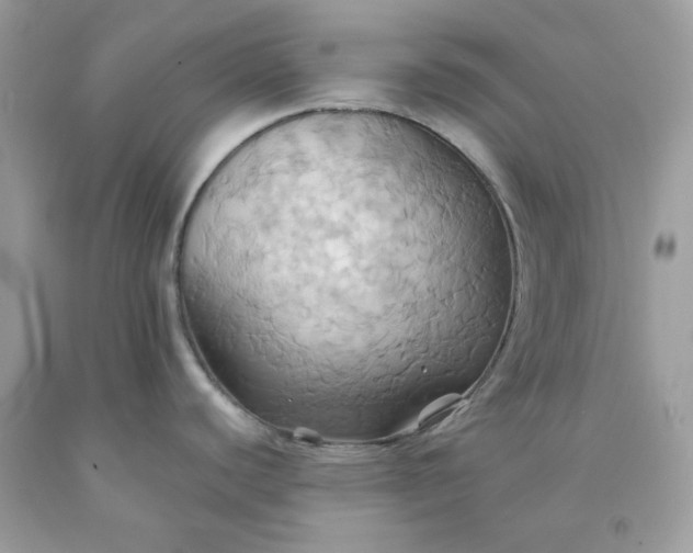 X0000091581440200709051051