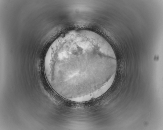 X0000091580738200709101018