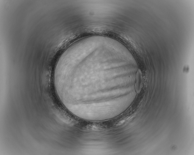 X0000091580739200709101018