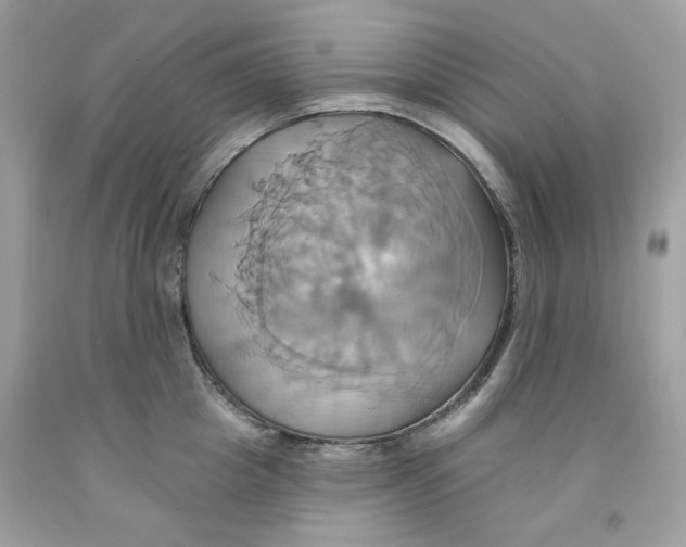 X0000091580857200709101017