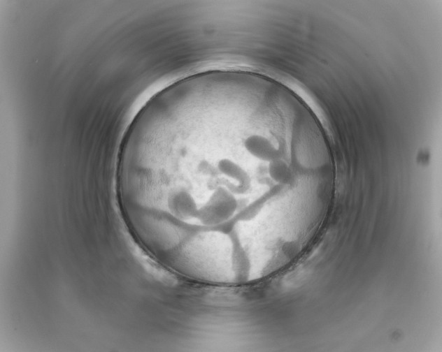 X0000091580861200709101017