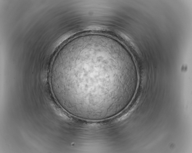 X0000091581017200709101014