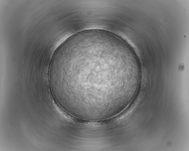 X0000091581137200709101013