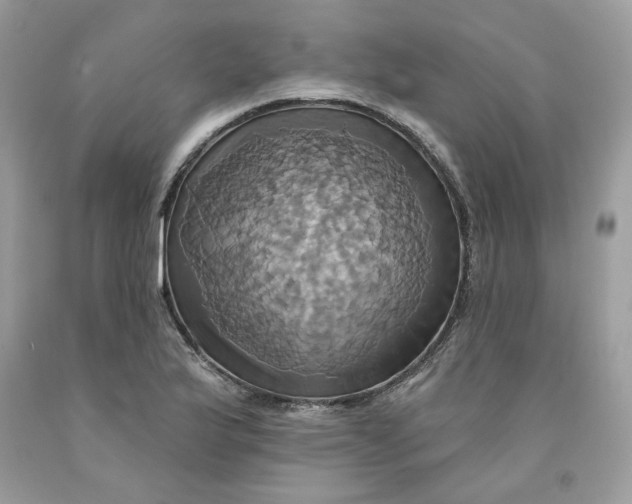 X0000091581175200709101012