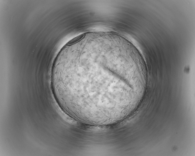 X0000091581195200709101012