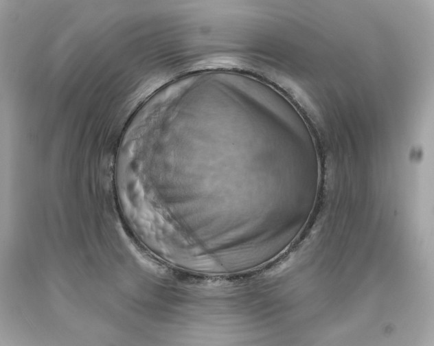 X0000091581233200709101011