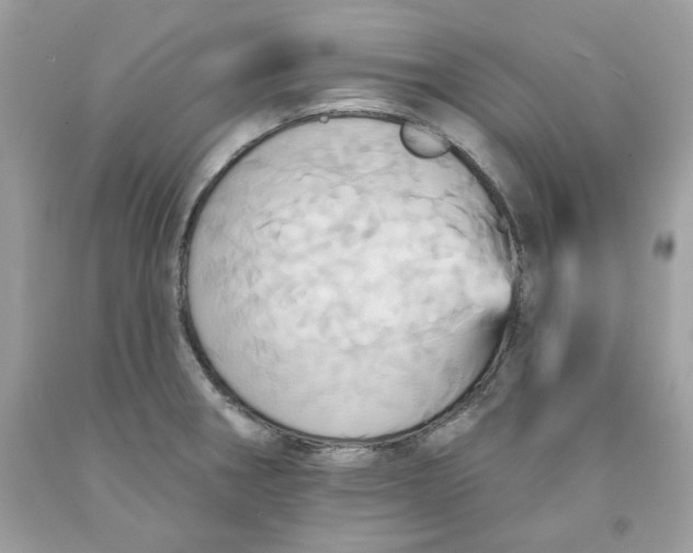 X0000091581282200709101010