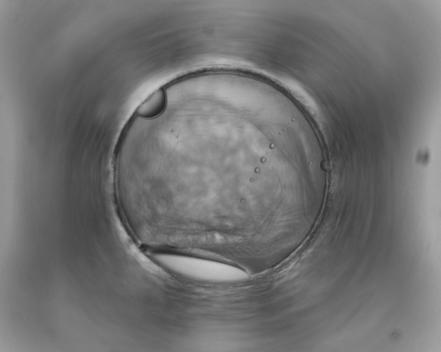 X0000091581287200709101010