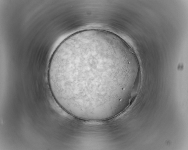 X0000091581296200709101010